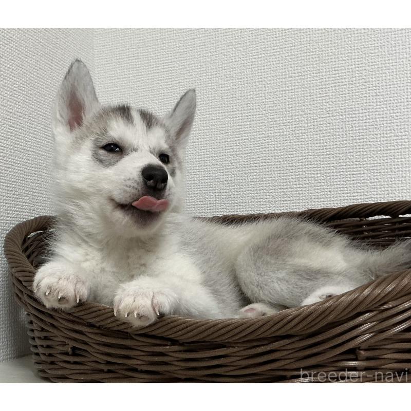 販売中の神奈川県のシベリアンハスキー-439339の14枚目