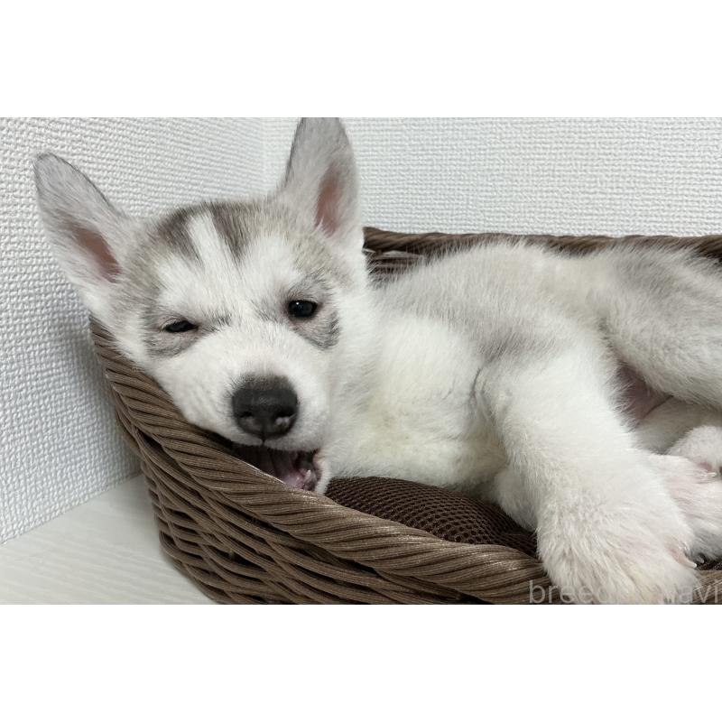 販売中の神奈川県のシベリアンハスキー-439339の13枚目