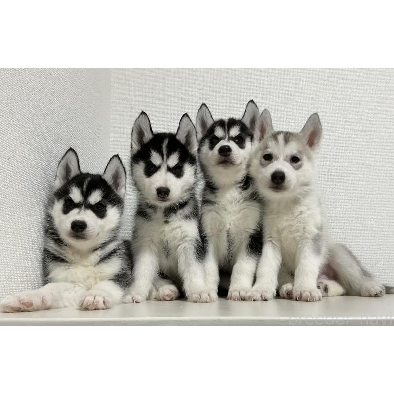 販売中の神奈川県のシベリアンハスキー-439339の12枚目