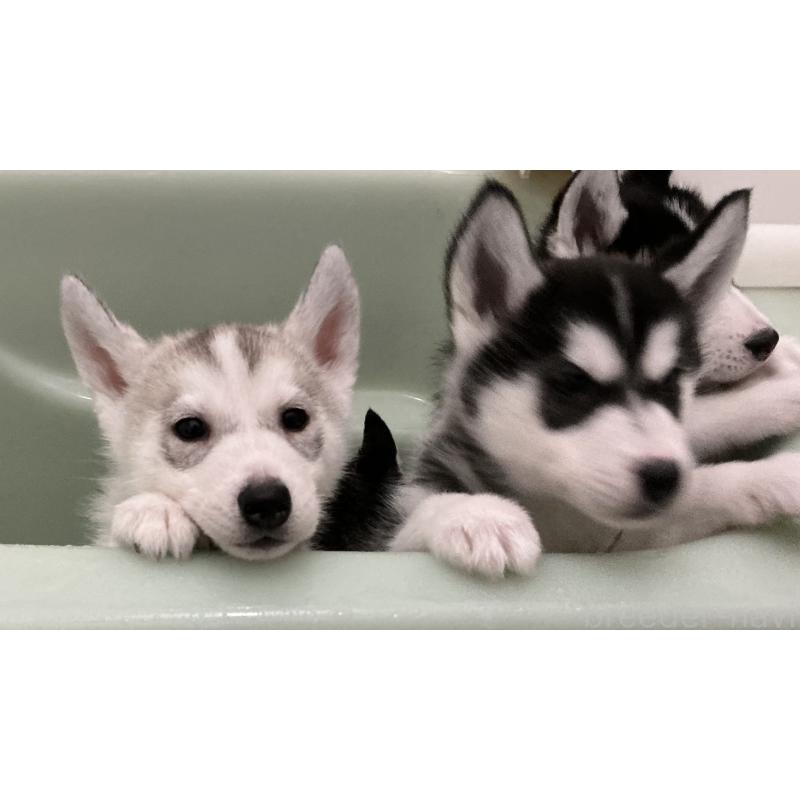 販売中の神奈川県のシベリアンハスキー-439339の11枚目