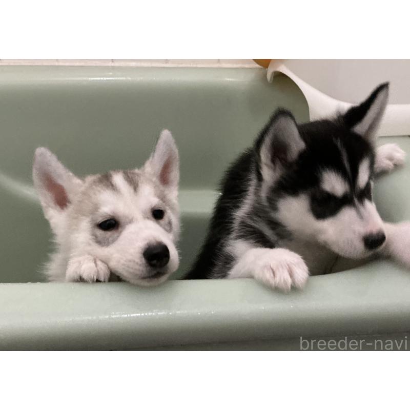 販売中の神奈川県のシベリアンハスキー-439339の10枚目