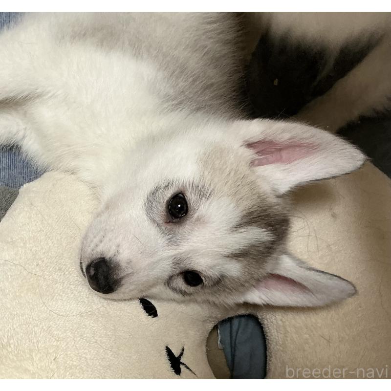 販売中の神奈川県のシベリアンハスキー-439339の9枚目