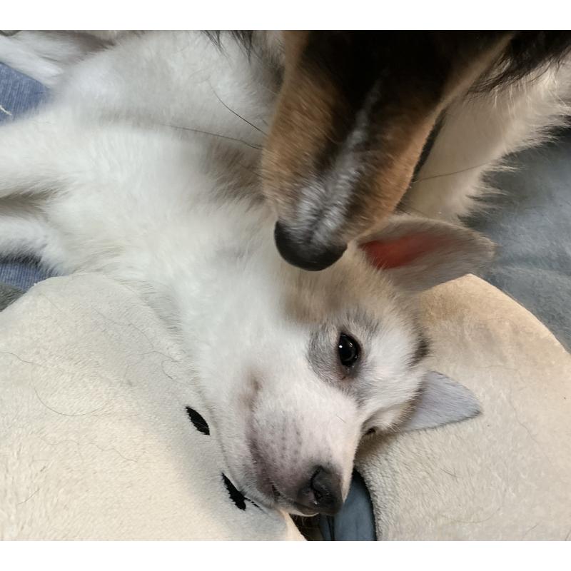 販売中の神奈川県のシベリアンハスキー-439339の8枚目