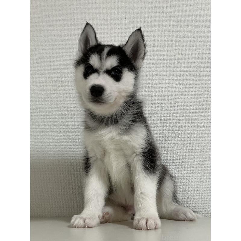 販売中の神奈川県のシベリアンハスキー-441316の3枚目