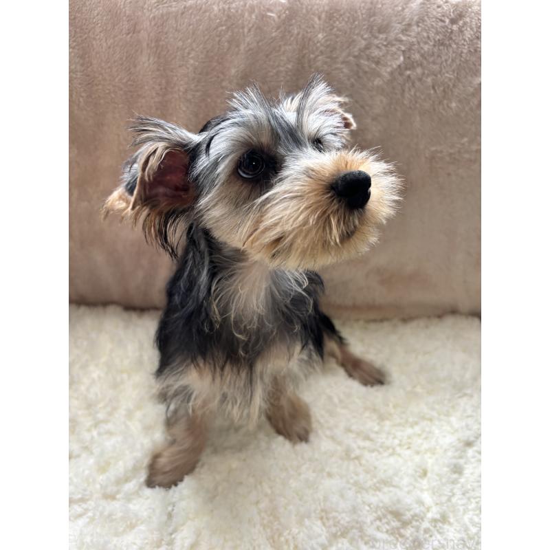販売中の熊本県のヨークシャーテリア-427714の2枚目