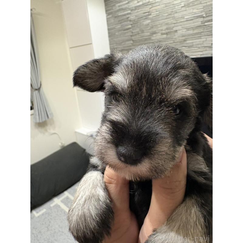 販売中の愛知県のミニチュアシュナウザー-447328の5枚目