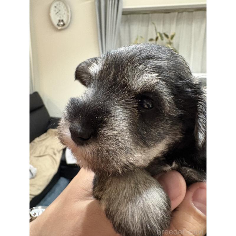 販売中の愛知県のミニチュアシュナウザー-447328の4枚目