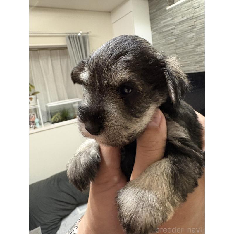 販売中の愛知県のミニチュアシュナウザー-447328の3枚目