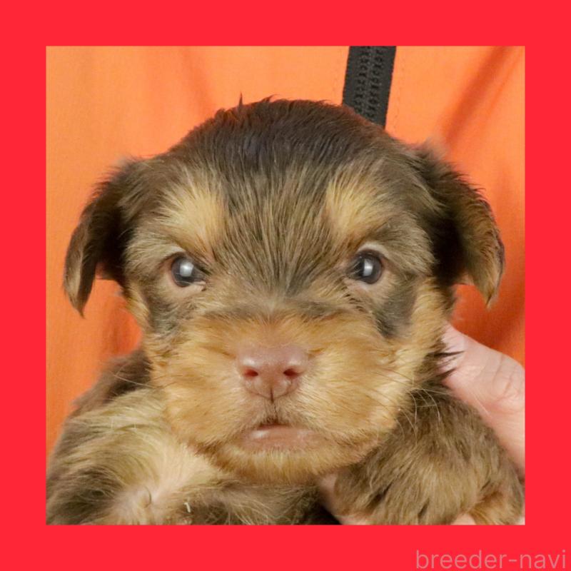 販売中の愛知県のヨークシャーテリア-444257