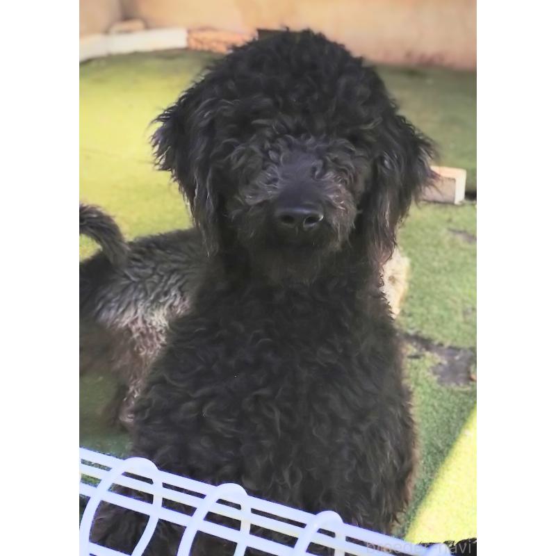 販売中の兵庫県のゴールデンドゥードル:ゴールデンレトリーバー×プードル-447332の2枚目