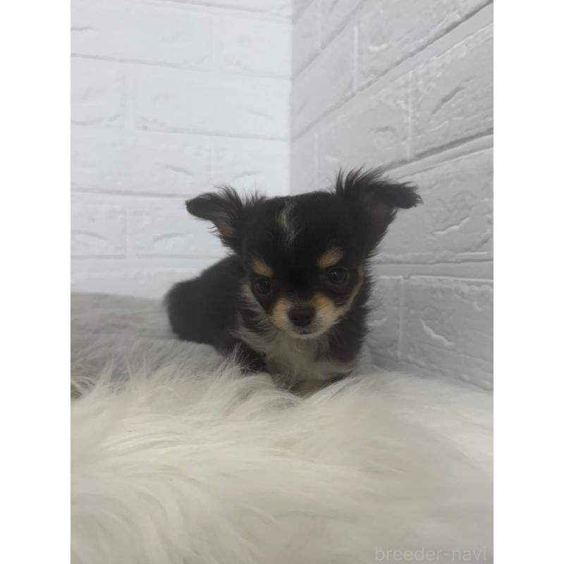 販売中の東京都のチワワ(ロングコート)-447334の12枚目