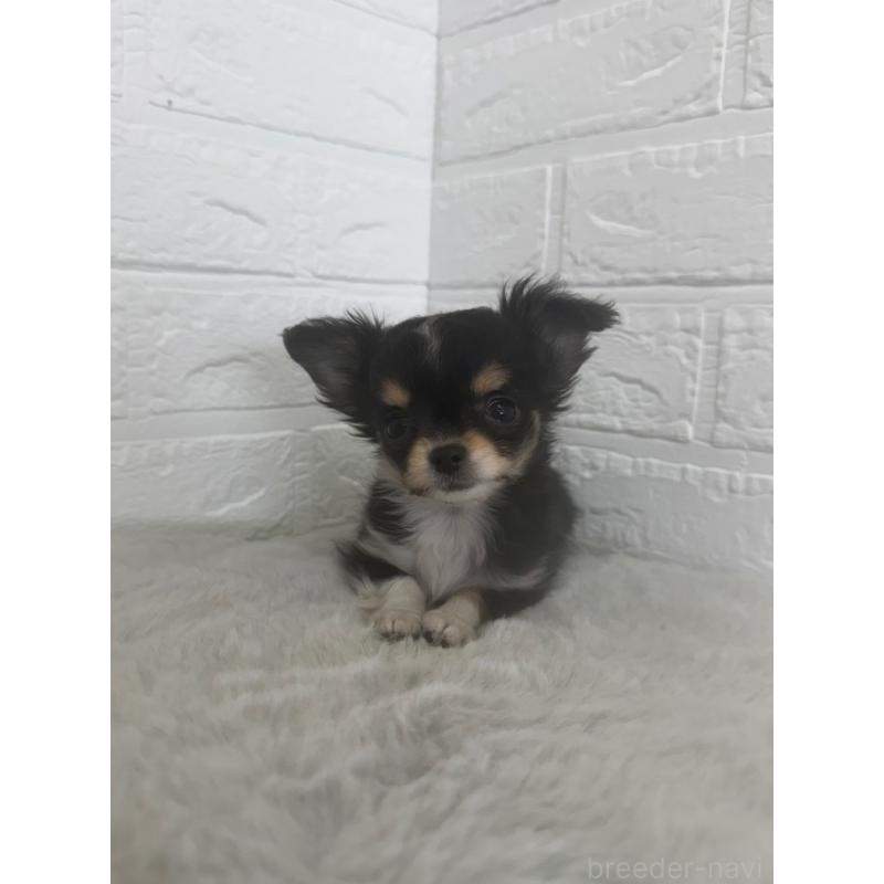 販売中の東京都のチワワ(ロングコート)-447334の10枚目