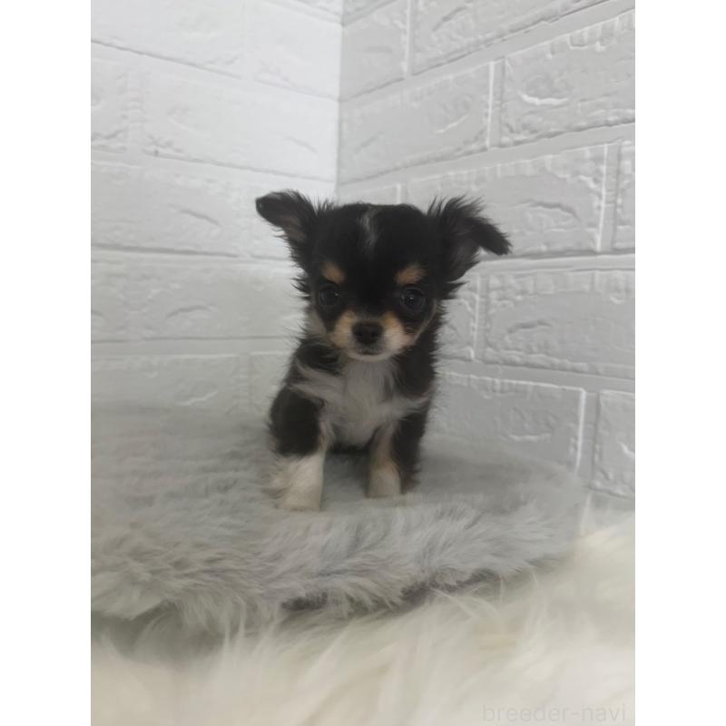 販売中の東京都のチワワ(ロングコート)-447334の9枚目