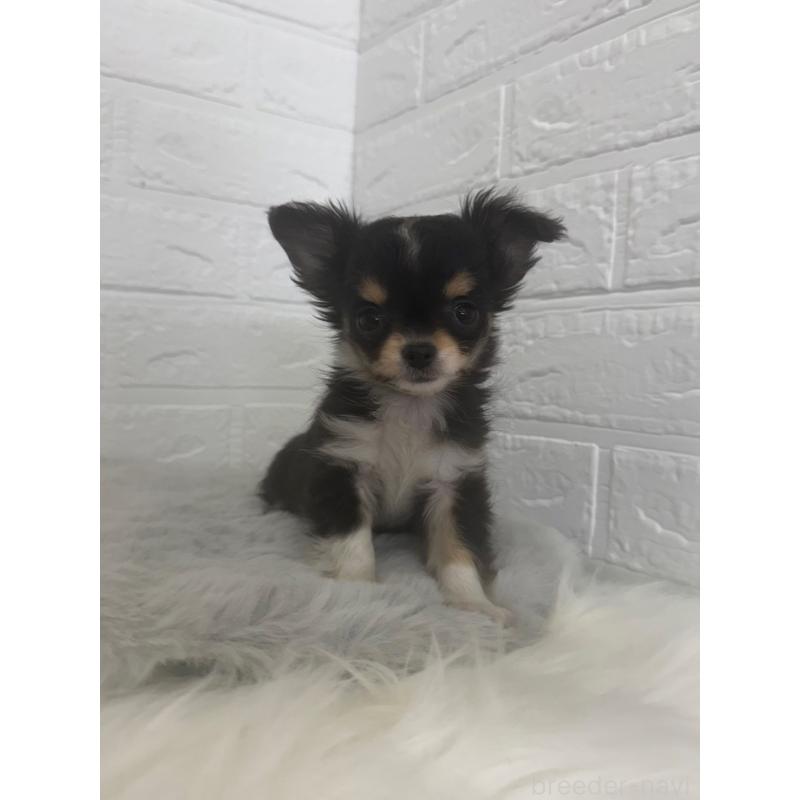 販売中の東京都のチワワ(ロングコート)-447334の8枚目