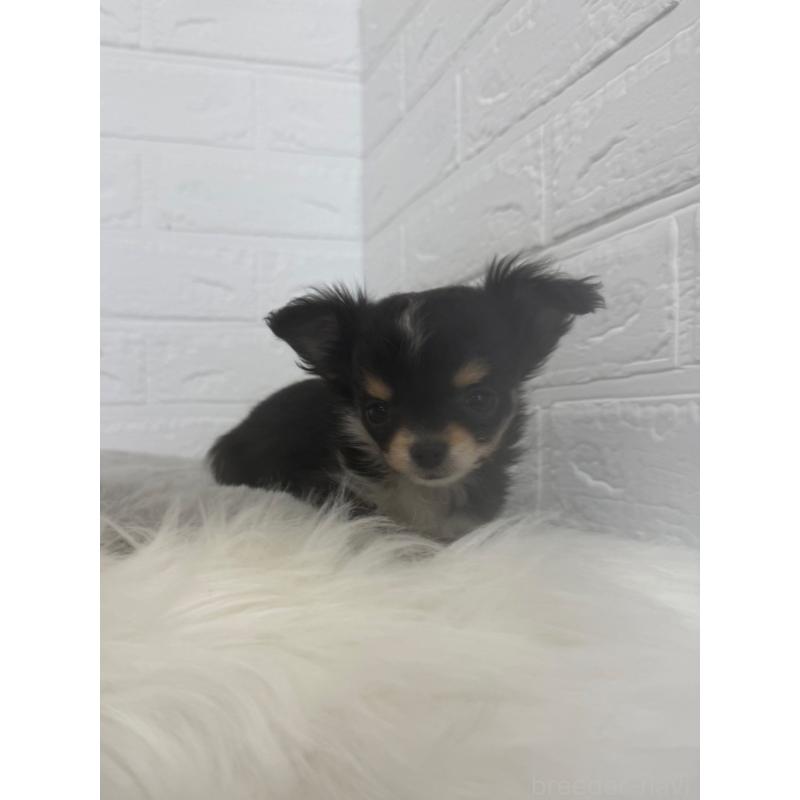 販売中の東京都のチワワ(ロングコート)-447334の7枚目