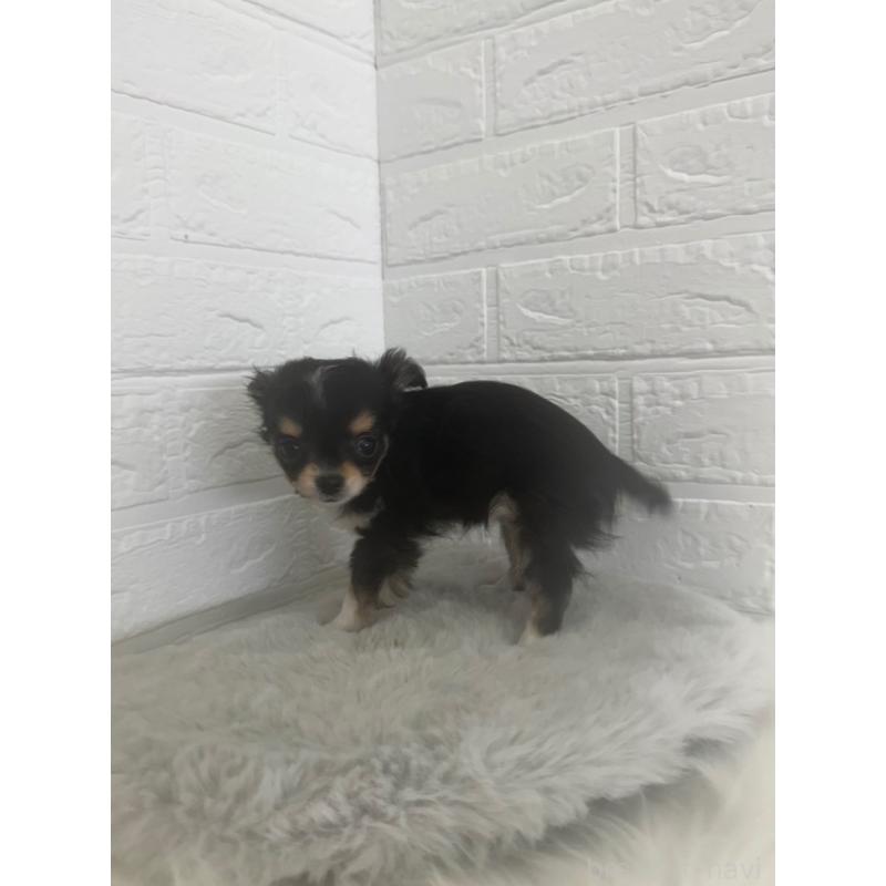 販売中の東京都のチワワ(ロングコート)-447334の6枚目