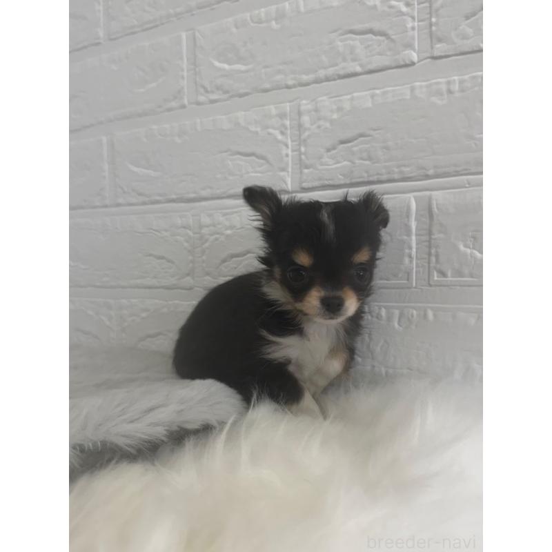 販売中の東京都のチワワ(ロングコート)-447334の4枚目