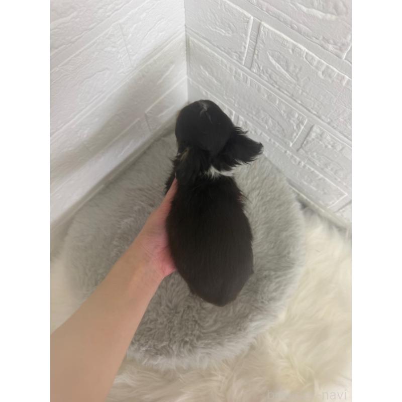 販売中の東京都のチワワ(ロングコート)-447334の2枚目