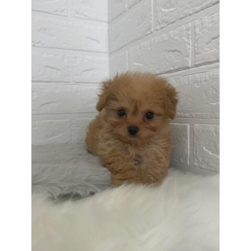 販売中の東京都のチワプー:チワワ×トイプードル-447335の13枚目