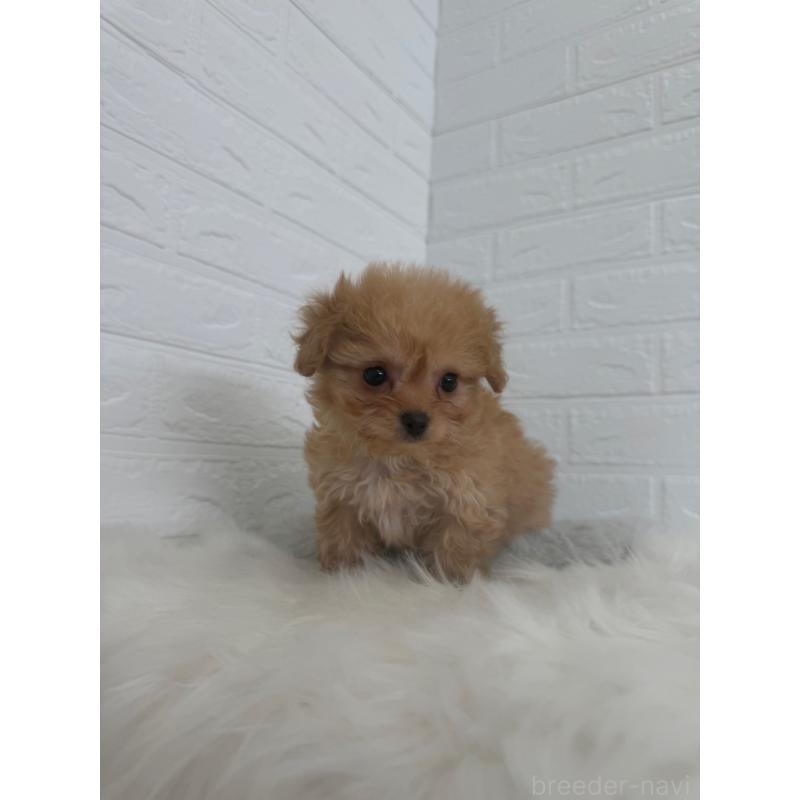 販売中の東京都のチワプー:チワワ×トイプードル-447335の10枚目