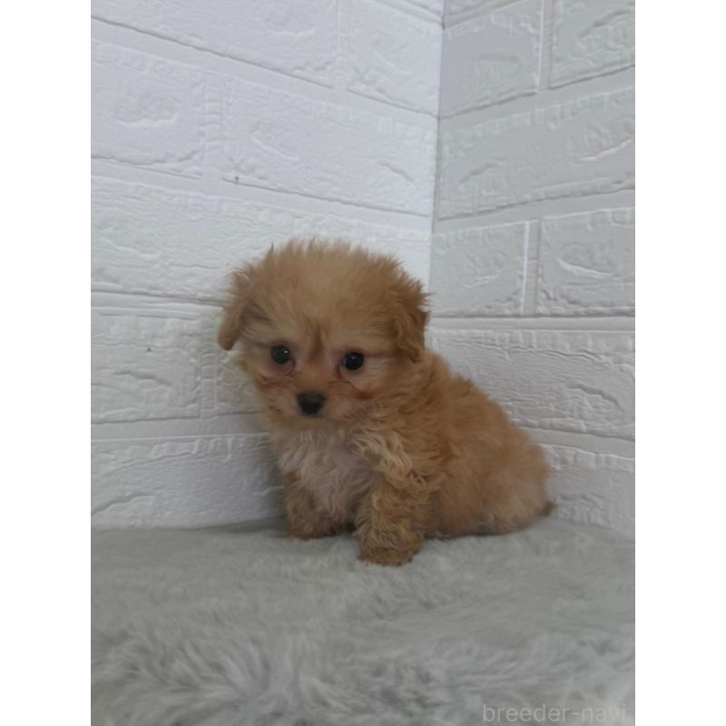 販売中の東京都のチワプー:チワワ×トイプードル-447335の9枚目