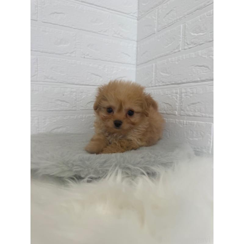 販売中の東京都のチワプー:チワワ×トイプードル-447335の8枚目