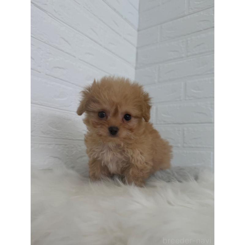 販売中の東京都のチワプー:チワワ×トイプードル-447335の6枚目