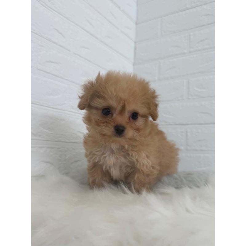 販売中の東京都のチワプー:チワワ×トイプードル-447335の4枚目