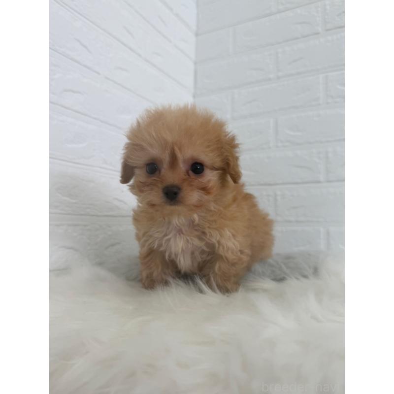 販売中の東京都のチワプー:チワワ×トイプードル-447335の3枚目