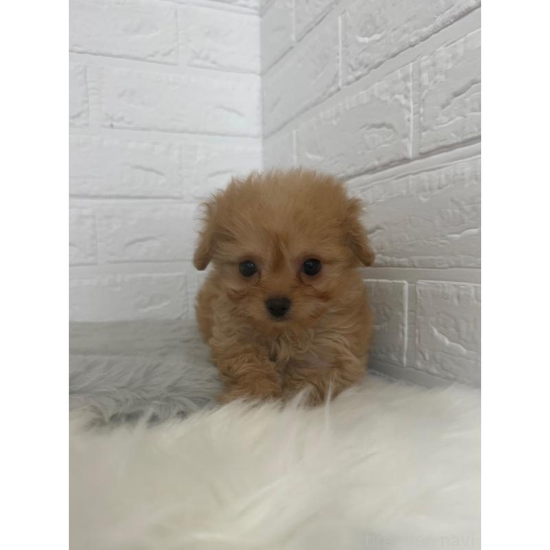 販売中の東京都のチワプー:チワワ×トイプードル-447335の2枚目