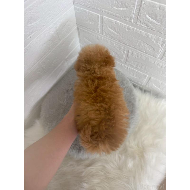 販売中の東京都のチワプー:チワワ×トイプードル-447336の13枚目