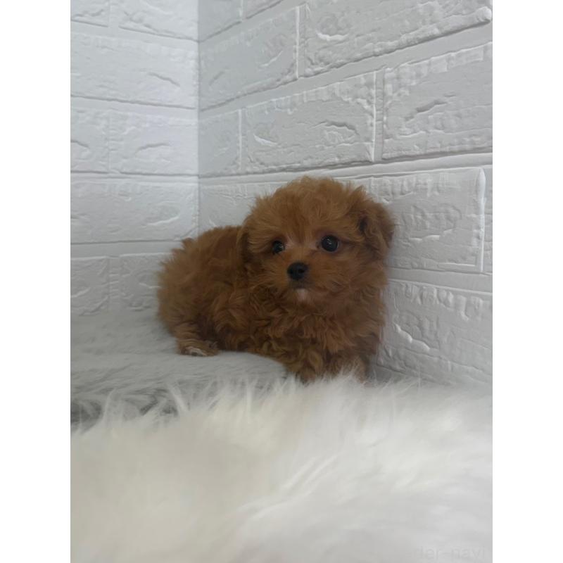 販売中の東京都のチワプー:チワワ×トイプードル-447336の12枚目