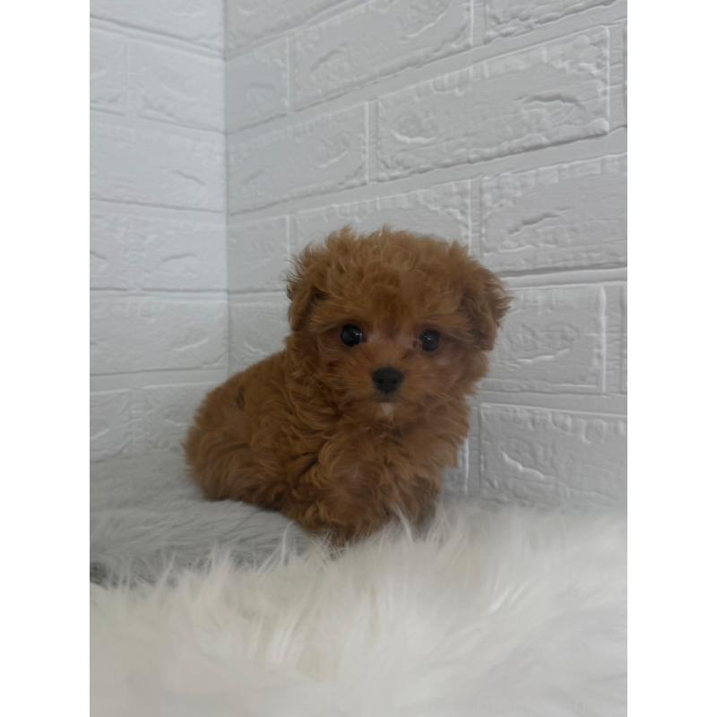 販売中の東京都のチワプー:チワワ×トイプードル-447336の10枚目