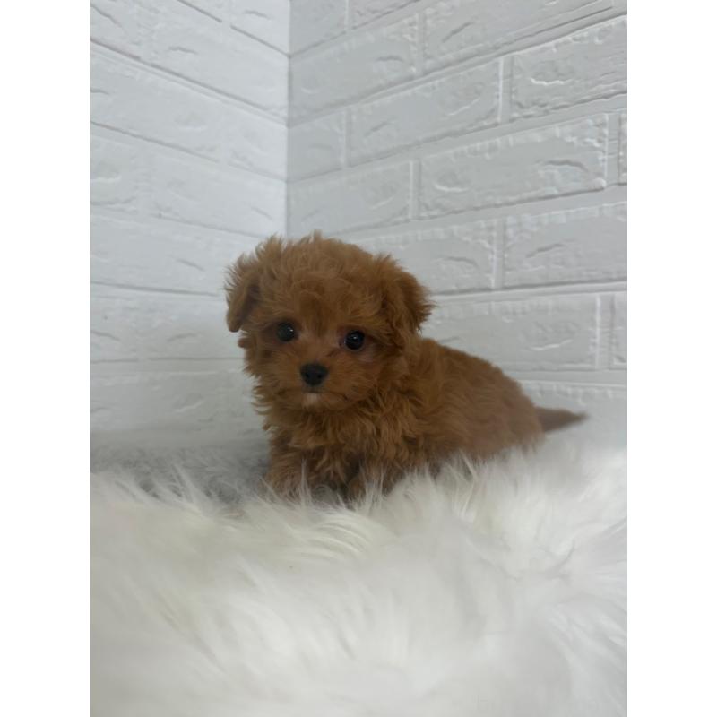 販売中の東京都のチワプー:チワワ×トイプードル-447336の7枚目