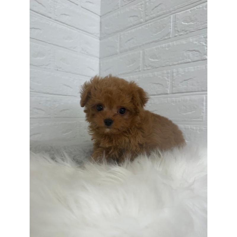 販売中の東京都のチワプー:チワワ×トイプードル-447336の6枚目