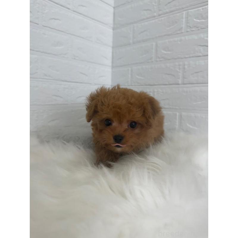 販売中の東京都のチワプー:チワワ×トイプードル-447336の5枚目