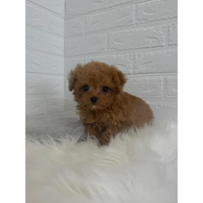 販売中の東京都のチワプー:チワワ×トイプードル-447336の4枚目