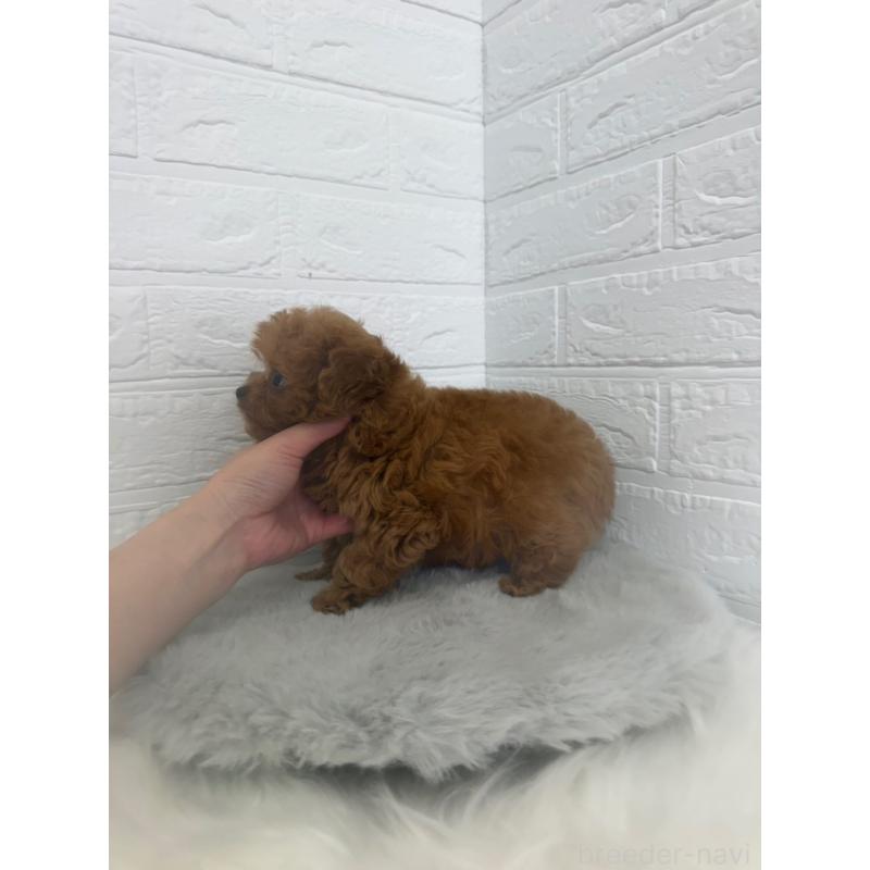 販売中の東京都のチワプー:チワワ×トイプードル-447336の2枚目