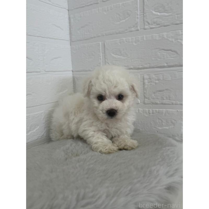 販売中の東京都のビションフリーゼ-447337の10枚目