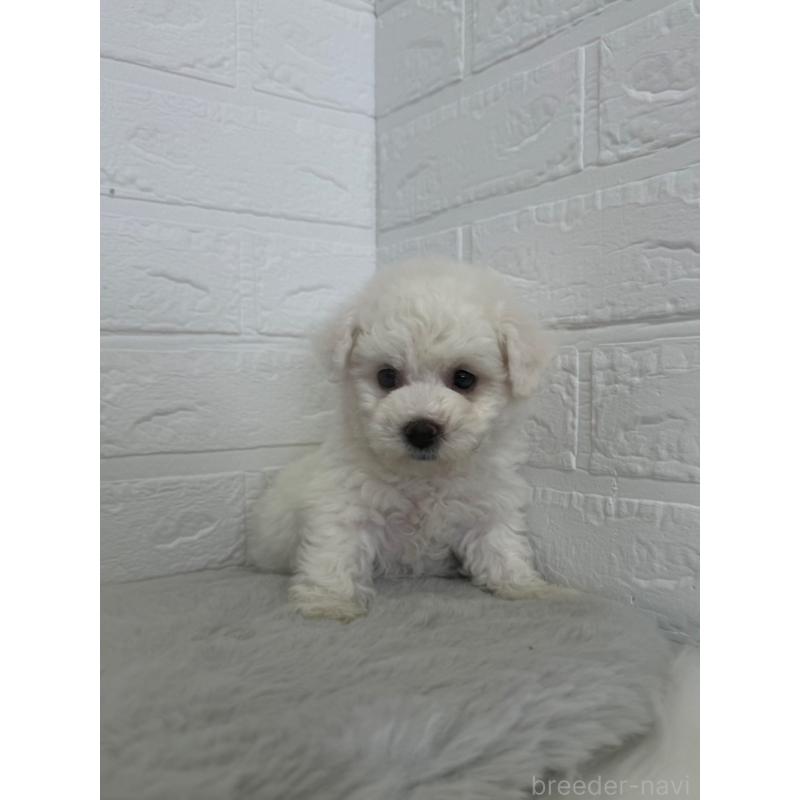 販売中の東京都のビションフリーゼ-447337の8枚目