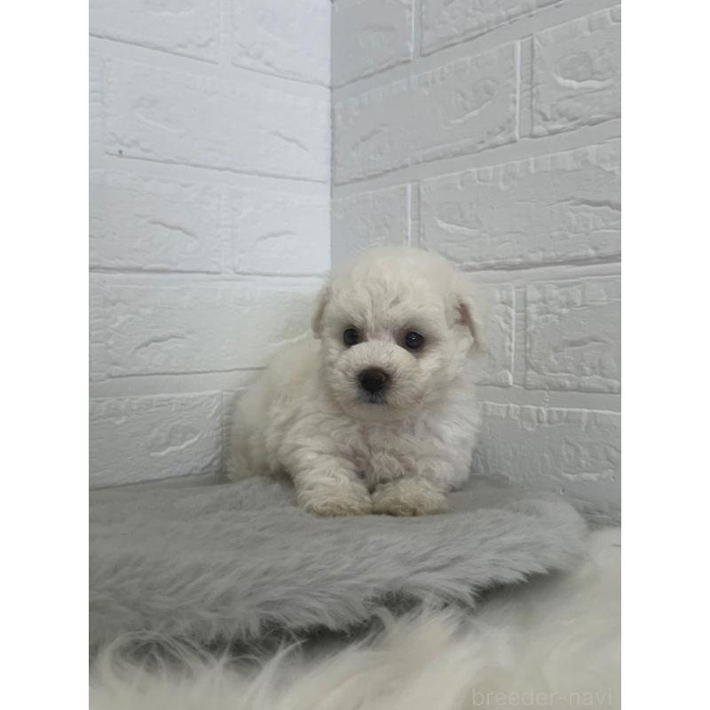 販売中の東京都のビションフリーゼ-447337の7枚目