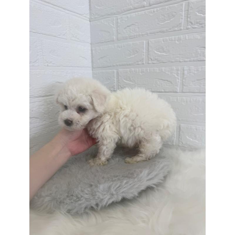 販売中の東京都のビションフリーゼ-447337の5枚目