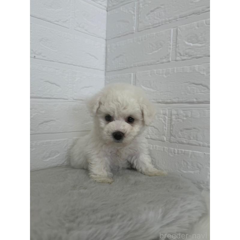 販売中の東京都のビションフリーゼ-447337の3枚目