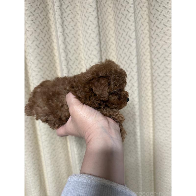販売中の福岡県のティーカッププードル-447345の2枚目
