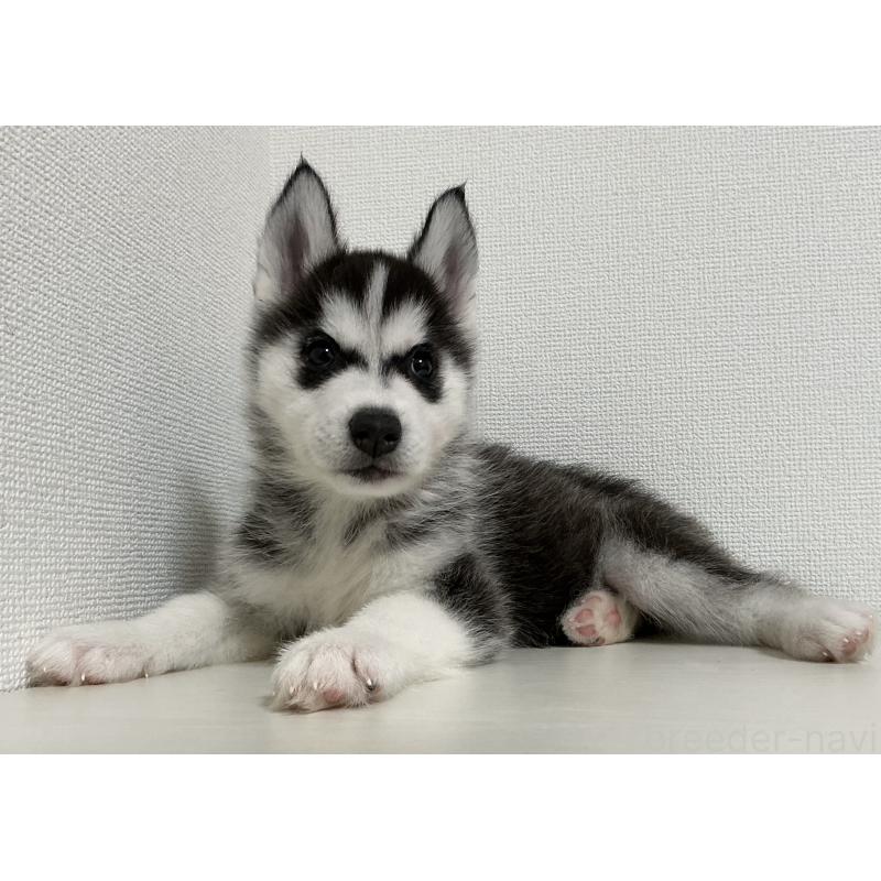 販売中の神奈川県のシベリアンハスキー-441318の6枚目