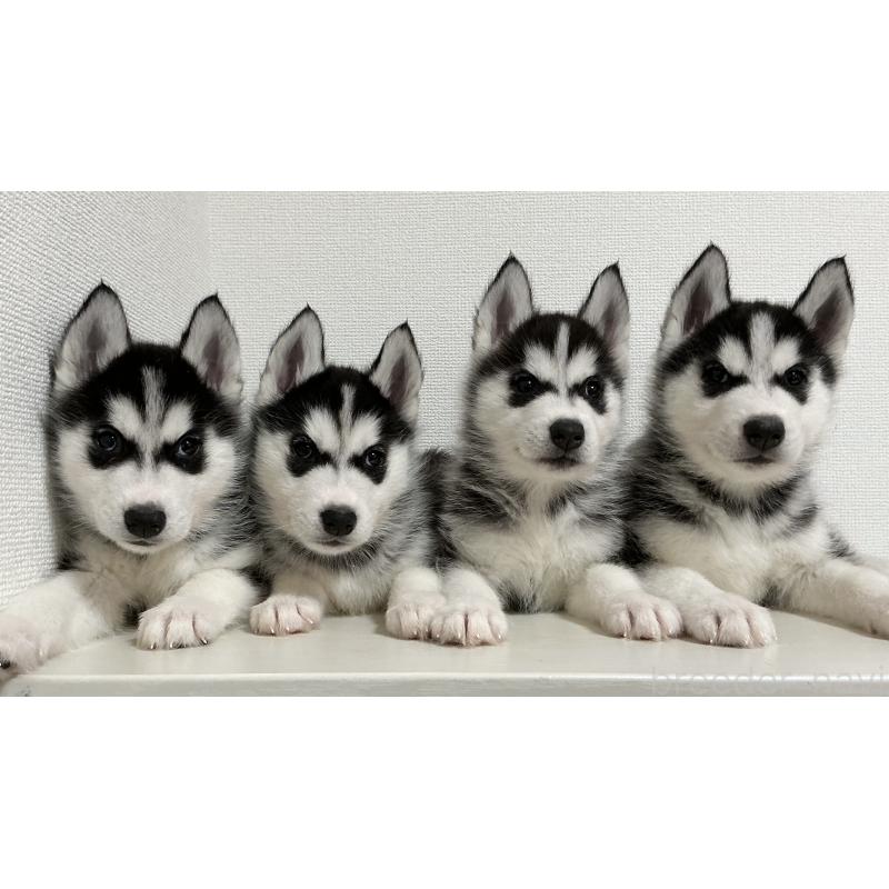 販売中の神奈川県のシベリアンハスキー-441318の5枚目