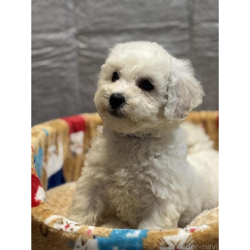 商談中の滋賀県のビションフリーゼ-438892の10枚目