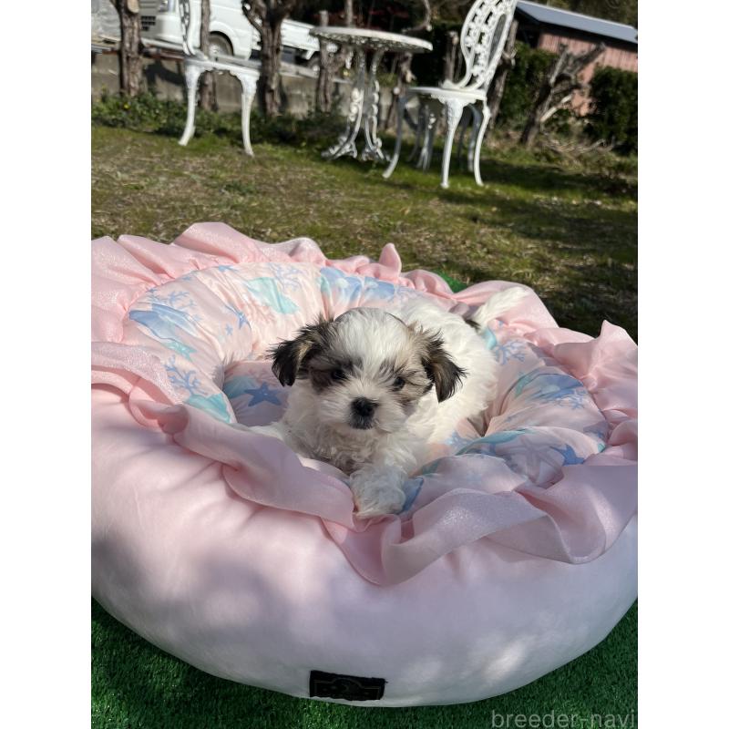 販売中の福岡県のミックス犬-447338の2枚目