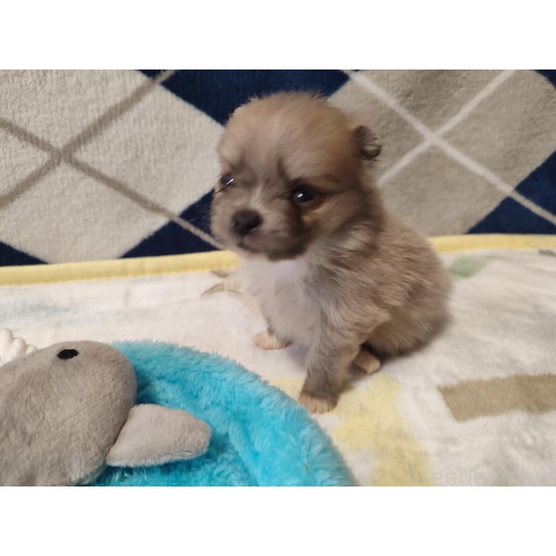 販売中の岡山県のポメラニアン-447339の5枚目