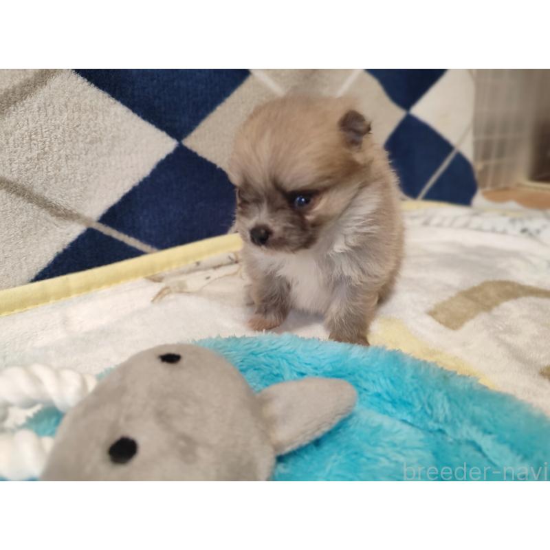 販売中の岡山県のポメラニアン-447339の4枚目